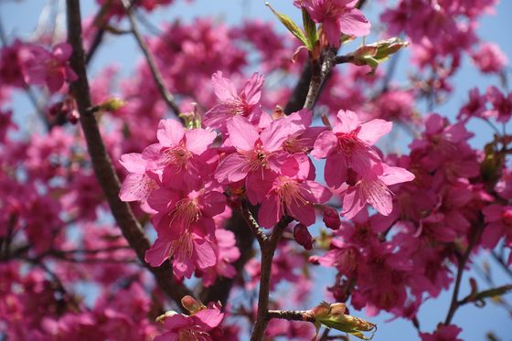 大和市 早咲きの桜