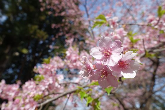 上永谷 カワヅザクラ