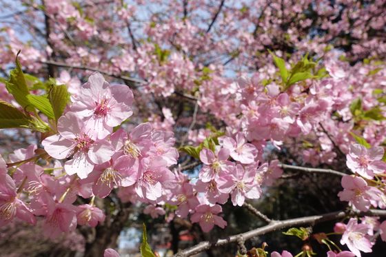 横浜市 神社 カワヅザクラ