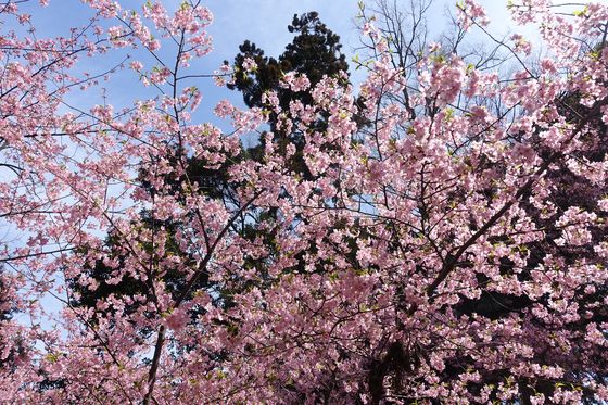 上永谷 河津桜