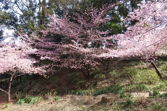 横浜 河津桜 穴場