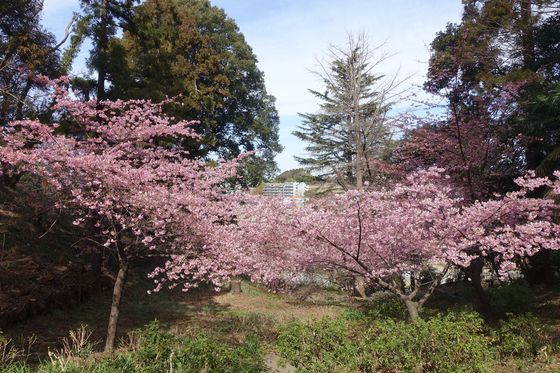 港南区 河津桜