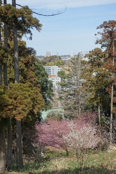 港南区 カワヅザクラ