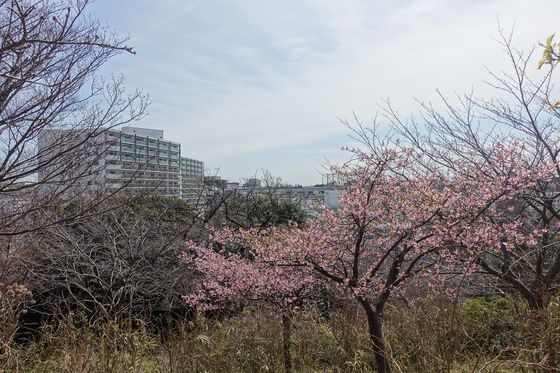 横浜 河津桜