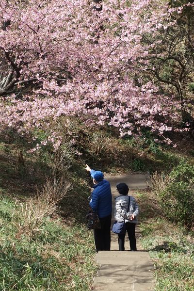 横浜 カワヅザクラ