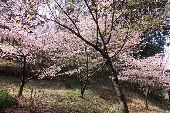 永谷天満宮 河津桜