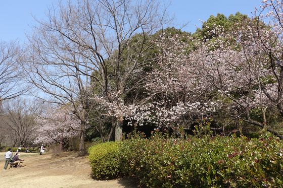 川崎 早咲きの桜