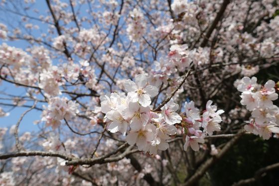 王禅寺ふるさと公園 早咲きの桜