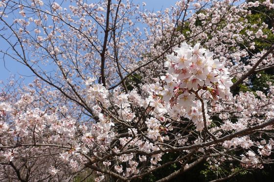 麻生区 早咲きの桜