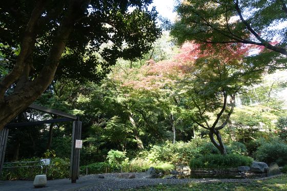 新宿区 紅葉 下落合野鳥の森公園