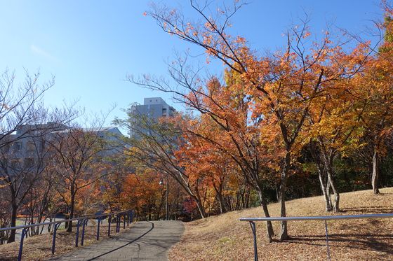 都筑区 紅葉 都筑中央公園