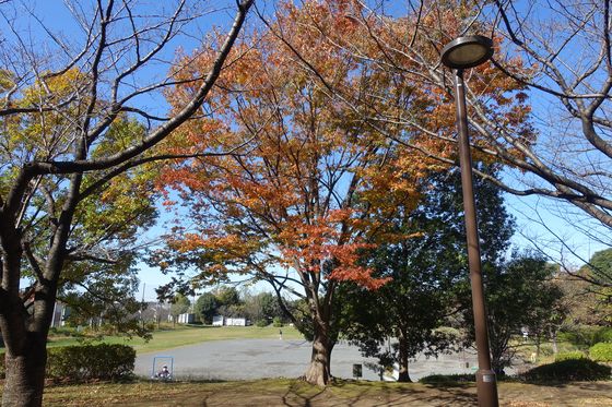 都筑区 紅葉 早渕公園