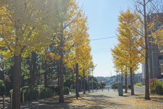 都筑区 紅葉 中川駅