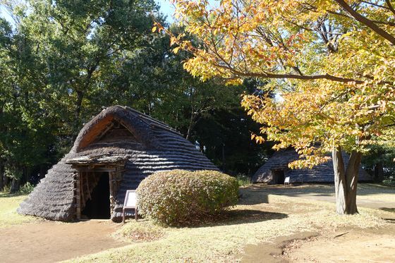 都筑区 紅葉 大塚・歳勝土遺跡公園