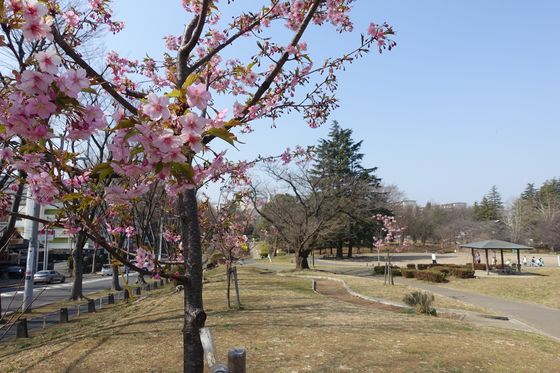 美しが丘公園 河津桜