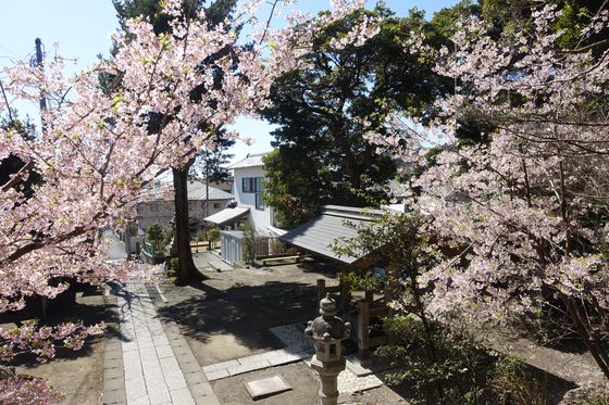 鎌倉 早咲きの桜