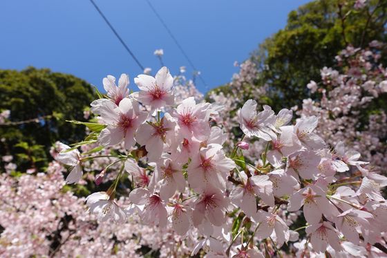 鎌倉 神社 玉縄桜