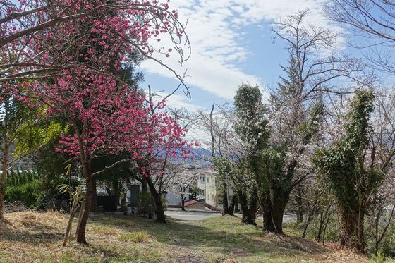 永慶寺跡 桜