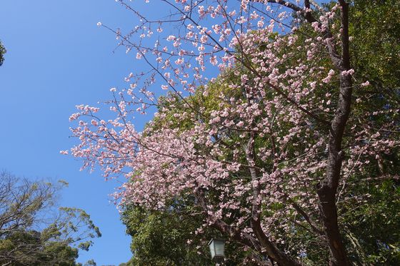 鶴岡八幡宮 早咲きの桜