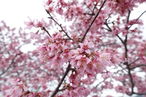 神奈川県 おかめ桜