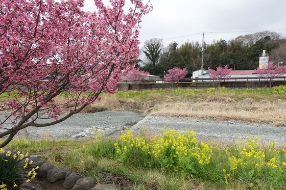 神奈川県 オカメ桜