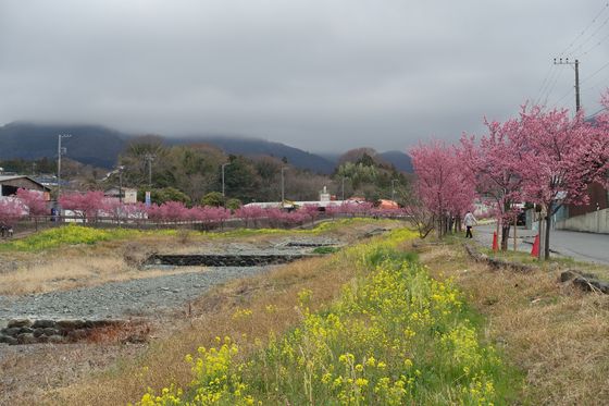 平和橋 オカメ桜