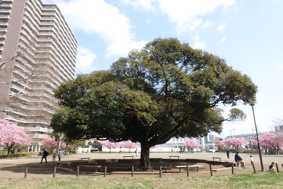 橋本公園 シンボルツリー