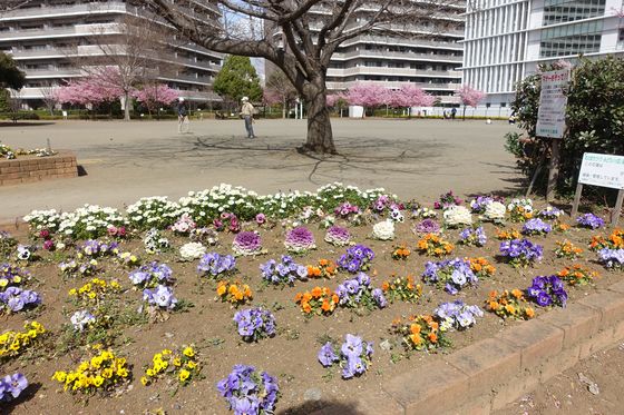 橋本公園 花壇