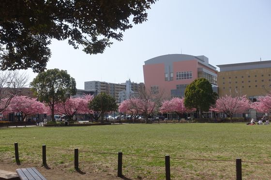 橋本公園 桜