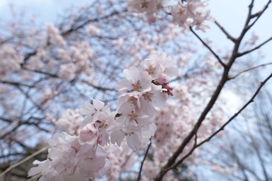 井の頭恩賜公園 早咲きの桜 場所
