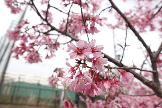 磯子区 早咲きの桜