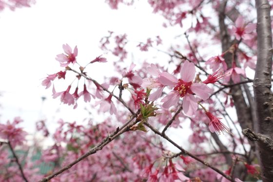 横浜 おかめ桜