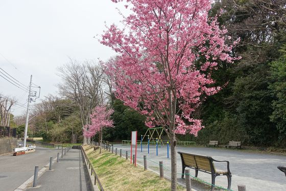 久良岐公園 おかめ桜