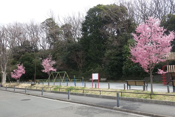 久良岐公園 オカメ桜