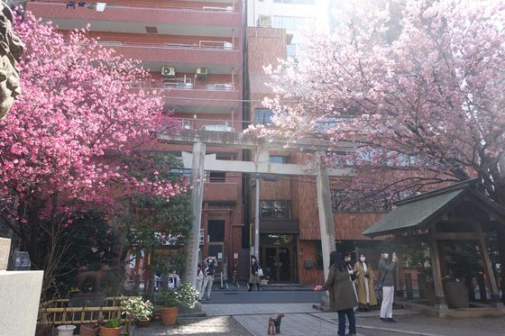 蔵前神社 桜