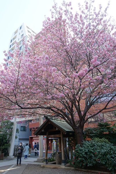 蔵前神社 蔵前桜