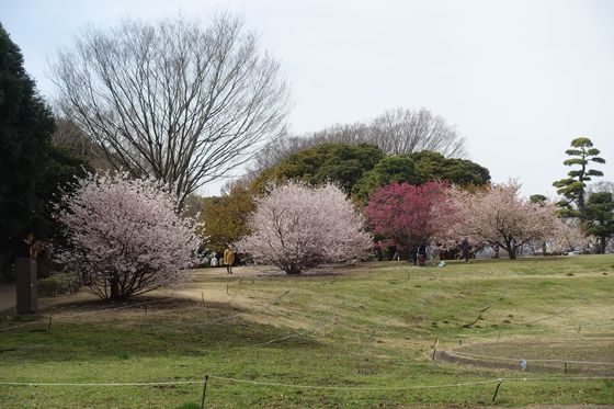 相模原公園 早咲きの桜
