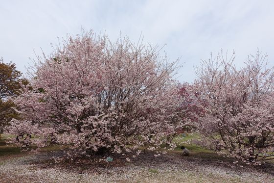 相模原公園 春メキ桜