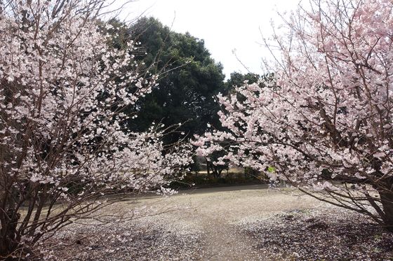 相模原公園 春めき桜