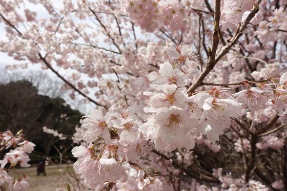相模原公園 早咲きの桜 見頃