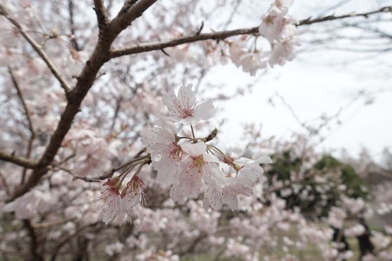 春めき桜 相模原公園