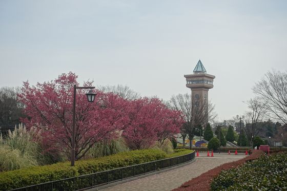神奈川 公園 おかめ桜