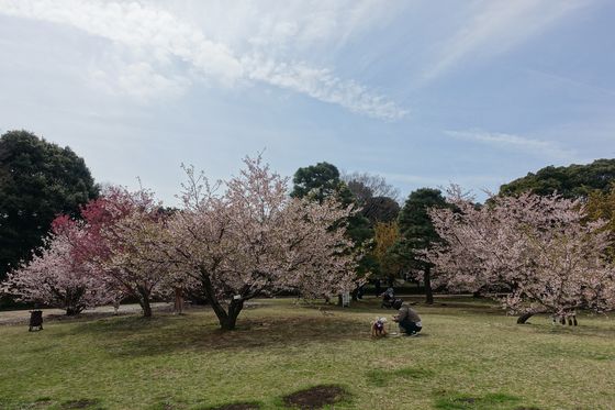 相模原公園 芝生広場 桜