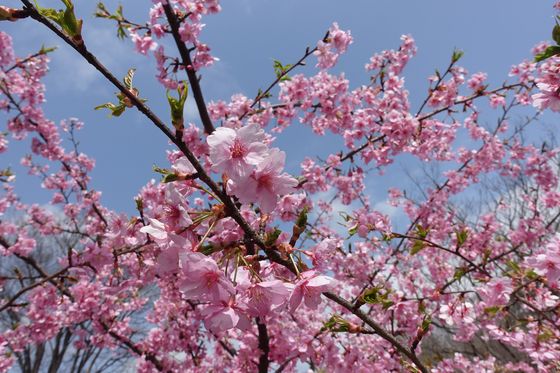 相模原北公園 早咲きの桜