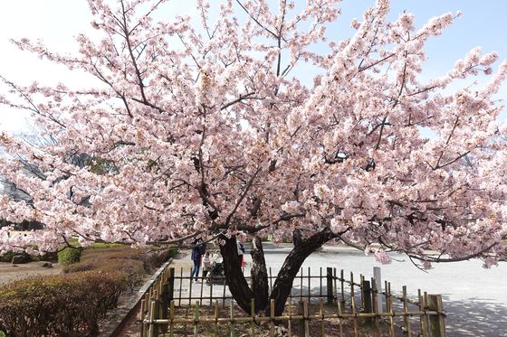 神奈川県 公園 玉縄桜
