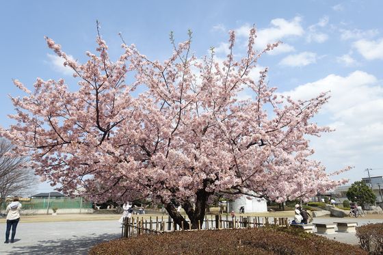 湘南台公園 早咲きの桜