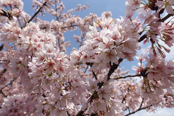 藤沢市 早咲きの桜
