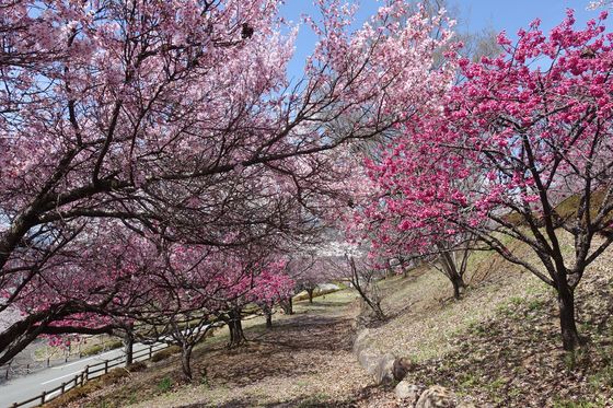 塩山 公園 桜