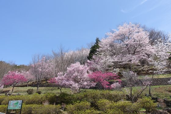 塩山ふれあいの森総合公園 桜