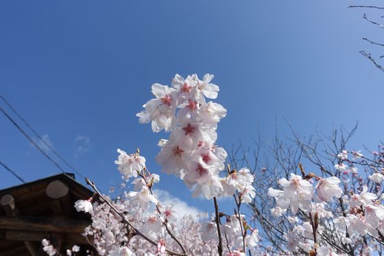 甲府 法泉寺 桜